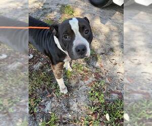 American Pit Bull Terrier-Unknown Mix Dogs for adoption in Sanford, FL, USA