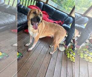 Anatolian Shepherd Dogs for adoption in Martinsburg, WV, USA