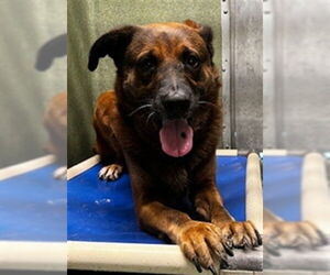 Chow Chow-German Shepherd Dog Mix Dogs for adoption in Downey, CA, USA