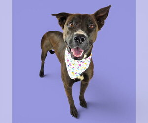 Mutt Dogs for adoption in Bakersfield, CA, USA