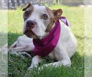 American Staffordshire Terrier Dogs for adoption in San Antonio, TX, USA