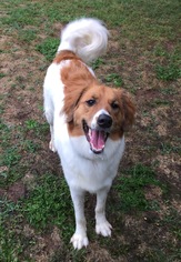 Golden Pyrenees Dogs for adoption in Texarkana, TX, USA