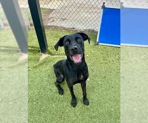 Labrador Retriever-Unknown Mix Dogs for adoption in Pasadena, TX, USA