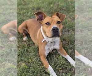 Labrador Retriever-Unknown Mix Dogs for adoption in Lakewood, CO, USA