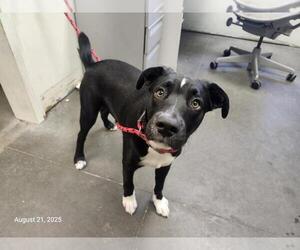 Australian Shepherd-Staffordshire Bull Terrier Mix Dogs for adoption in Santa Cruz, CA, USA