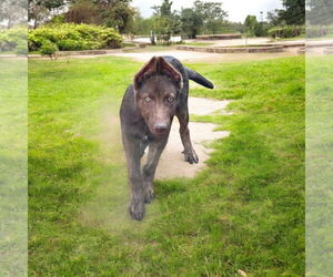 Mutt Dogs for adoption in Menifee, CA, USA