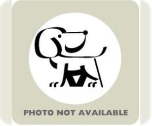 Labrador Retriever-Unknown Mix Dogs for adoption in Ann Arbor, MI, USA
