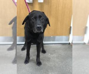 Labrador Retriever Dogs for adoption in Forestville, MD, USA