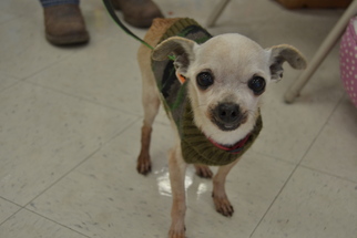 Chihuahua Dogs for adoption in Florence, AL, USA
