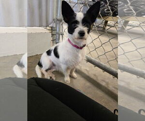 Parson Russell Terrier-Unknown Mix Dogs for adoption in New Orleans, LA, USA