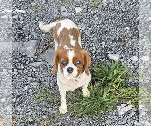 Cavalier King Charles Spaniel Dogs for adoption in Lewistown, PA, USA