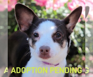 Chihuahua Dogs for adoption in Estherville, IA, USA