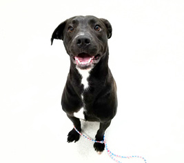 American Pit Bull Terrier-Bulldog Mix Dogs for adoption in Spokane, WA, USA