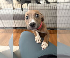 American Pit Bull Terrier-Unknown Mix Dogs for adoption in Holly Springs, NC, USA