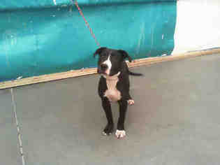 Medium Photo #1 American Pit Bull Terrier-Unknown Mix Puppy For Sale in Las Vegas, NV, USA