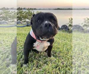 Olde Bulldog Dogs for adoption in Lakeland, FL, USA