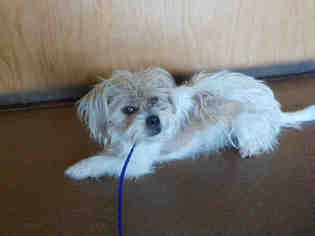 Shih Tzu Dogs for adoption in Temple, TX, USA