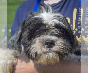 Shih Tzu Dogs for adoption in Huntley, IL, USA