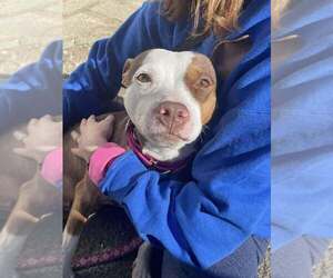 Staffordshire Bull Terrier-Unknown Mix Dogs for adoption in Brewster, NY, USA