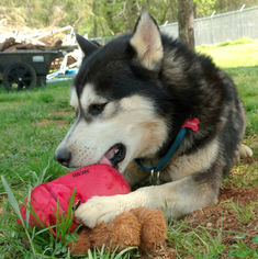 Small Siberian Husky Mix