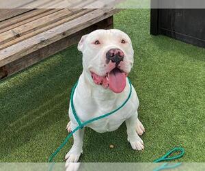 American Pit Bull Terrier Dogs for adoption in Orange, CA, USA