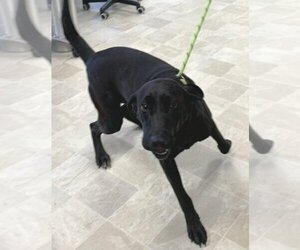 Plott Hound-Unknown Mix Dogs for adoption in Neillsville, WI, USA