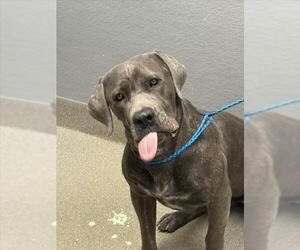 Mastiff-Unknown Mix Dogs for adoption in Las Vegas, NV, USA