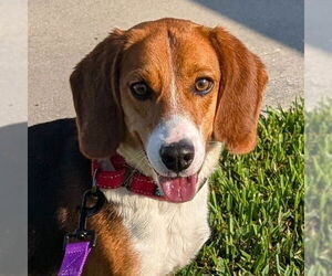 Beagle-Unknown Mix Dogs for adoption in Jefferson, WI, USA