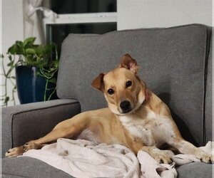 Chihuahua-Unknown Mix Dogs for adoption in Spring, TX, USA