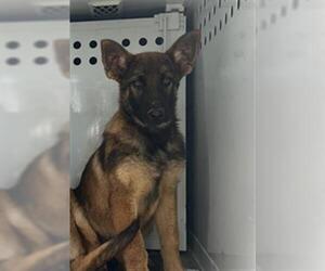 Mutt Dogs for adoption in Sacramento, CA, USA