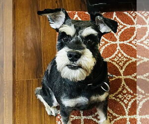 Miniature Schnauzer-Unknown Mix Dogs for adoption in Fargo, ND, USA