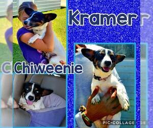 Chiweenie Dogs for adoption in Franklinton, LA, USA