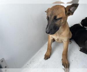 German Shepherd Dog Dogs for adoption in Houston, TX, USA