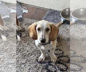 Mutt Dogs for adoption in Turlock, CA, USA