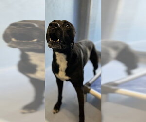Labrador Retriever-Unknown Mix Dogs for adoption in Downey, CA, USA