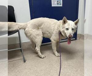 Siberian Husky Dogs for adoption in Bakersfield, CA, USA