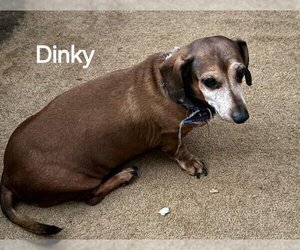 Dachshund Dogs for adoption in Los Angeles, CA, USA