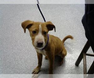 American Pit Bull Terrier-Unknown Mix Dogs for adoption in Pasadena, TX, USA