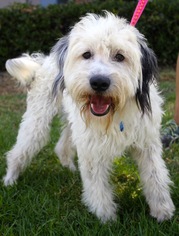 Bearded Collie Dogs for adoption in El Cajon, CA, USA