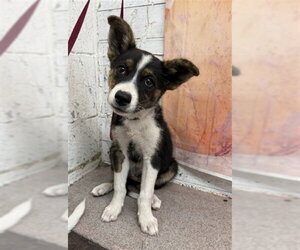 Siberian Husky-Unknown Mix Dogs for adoption in San Bernardino, CA, USA