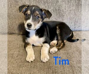 Mutt Dogs for adoption in Topeka, KS, USA