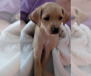 Boglen Terrier Dogs for adoption in Aurora, IN, USA