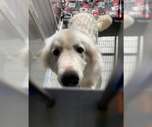 Great Pyrenees Dogs for adoption in Norfolk, VA, USA