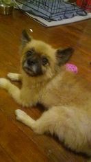 Pomeranian Dogs for adoption in Rolling Meadows, IL, USA