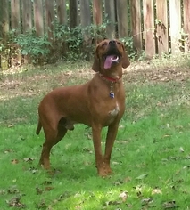 Redbone Coonhound Dogs for adoption in Dahlgren, VA, USA