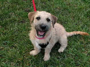 Welsh Terrier Dogs for adoption in San Clemente, CA, USA