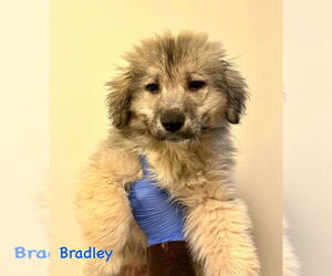 Great Pyrenees-Unknown Mix Dogs for adoption in New York, NY, USA