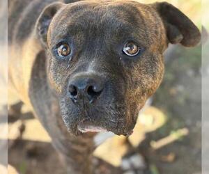 Bullboxer Pit Dogs for adoption in Tulsa, OK, USA