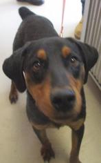 Doberman Pinscher Dogs for adoption in Johnson City, TN, USA