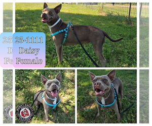 American Pit Bull Terrier-Unknown Mix Dogs for adoption in Georgetown, KY, USA